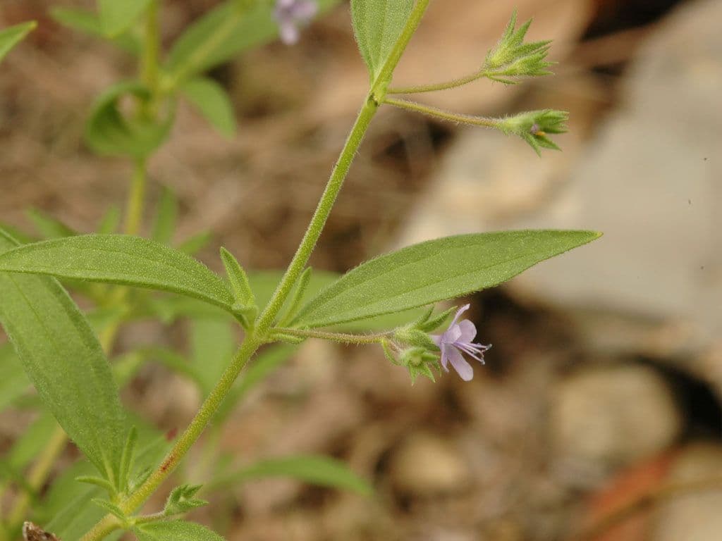 Trichostema 8