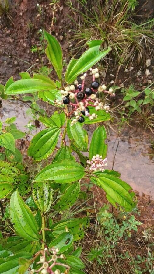 Miconia 2