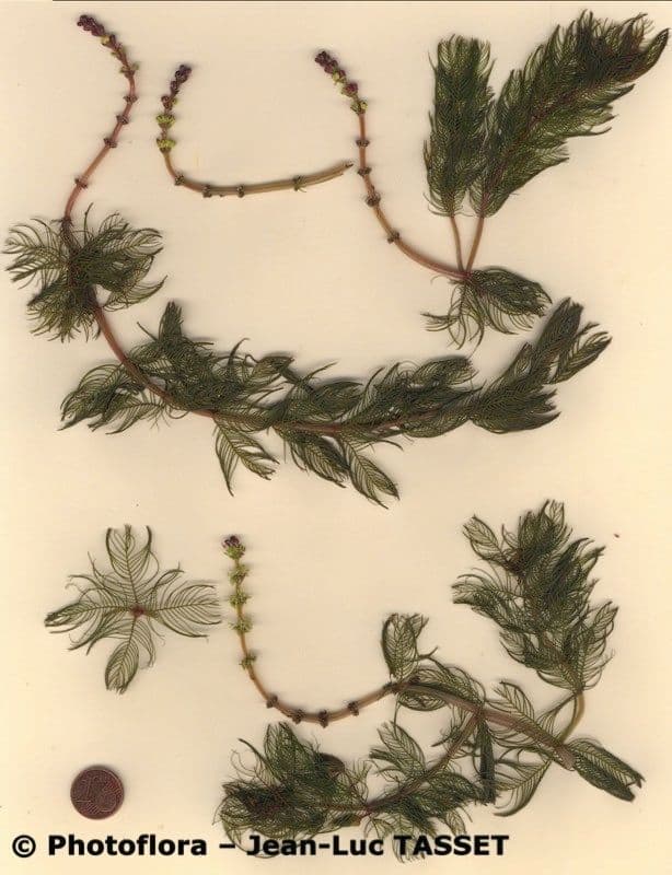Ähriges Tausendblatt 26