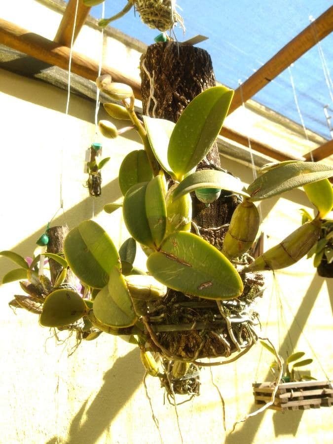 Cattleya 9