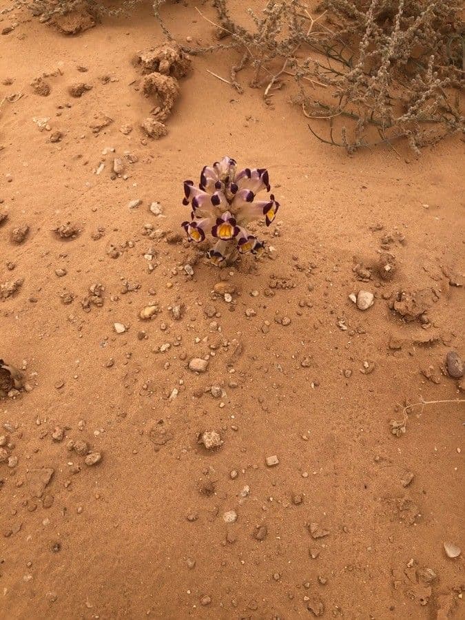Cistanche 3