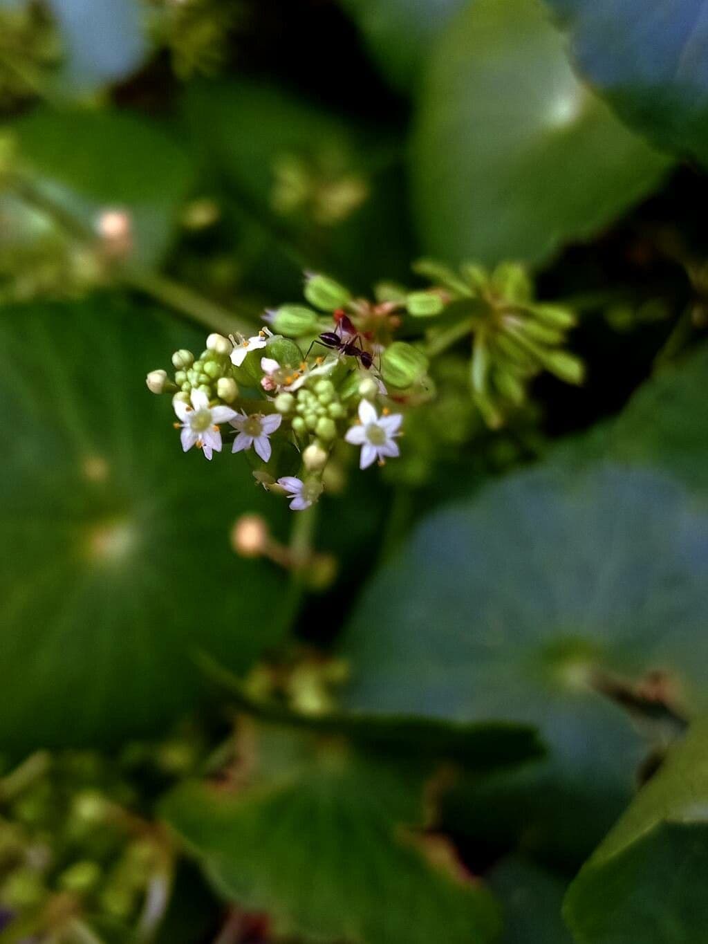 Hydrocotyle bonariensis 5