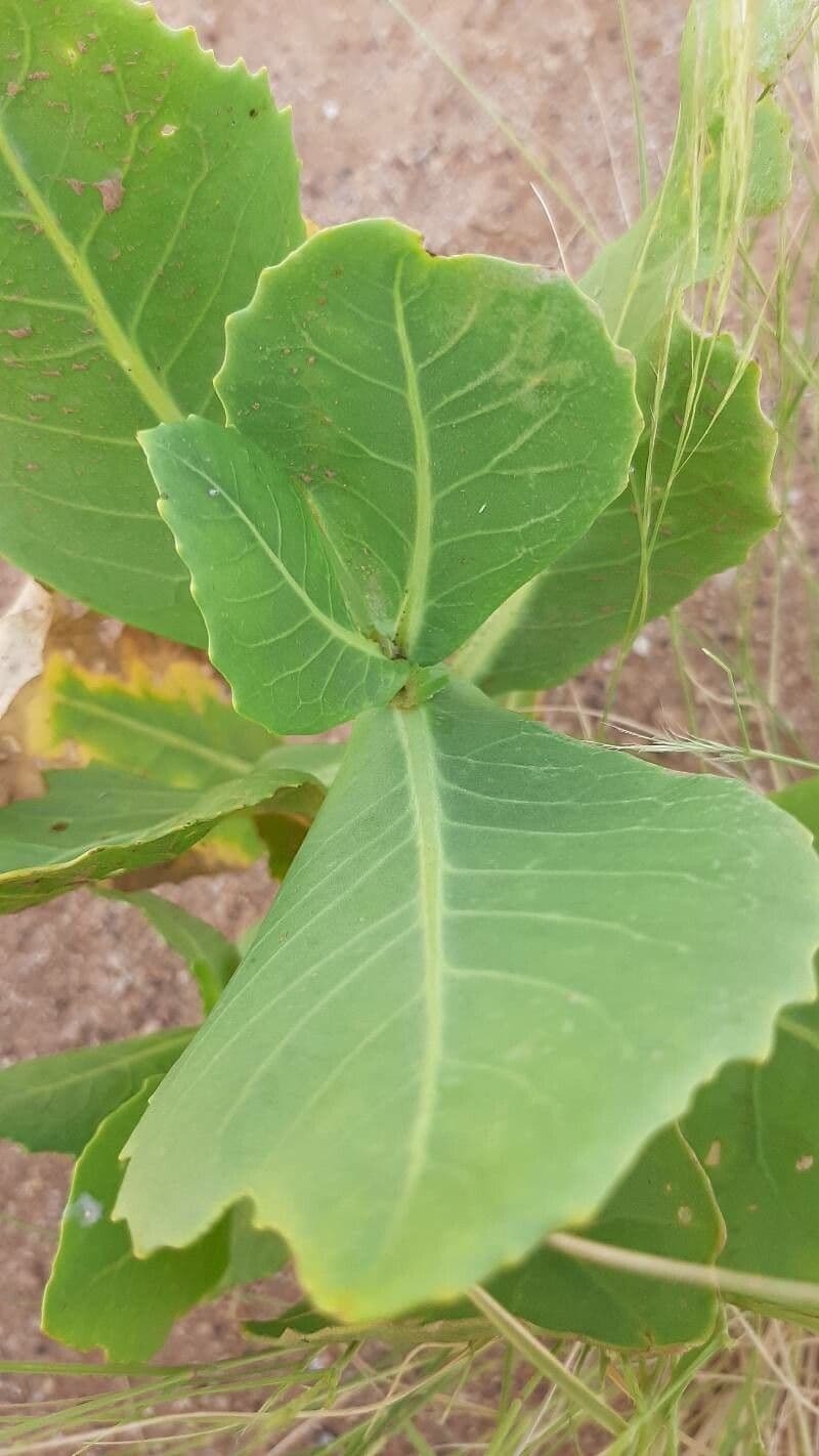 Schouwia 18