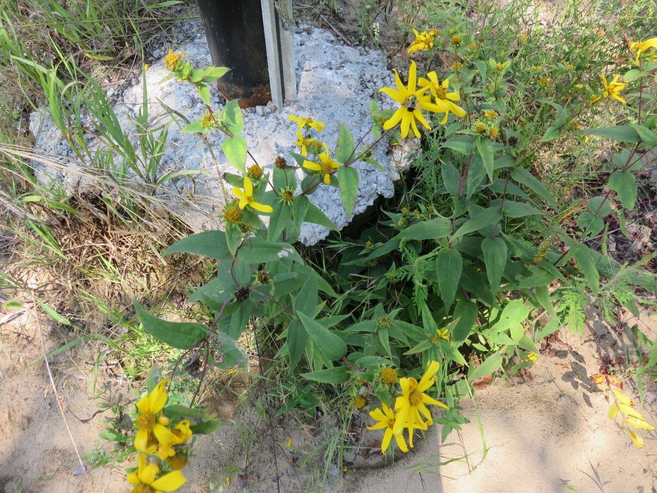 Girasole divaricato 12