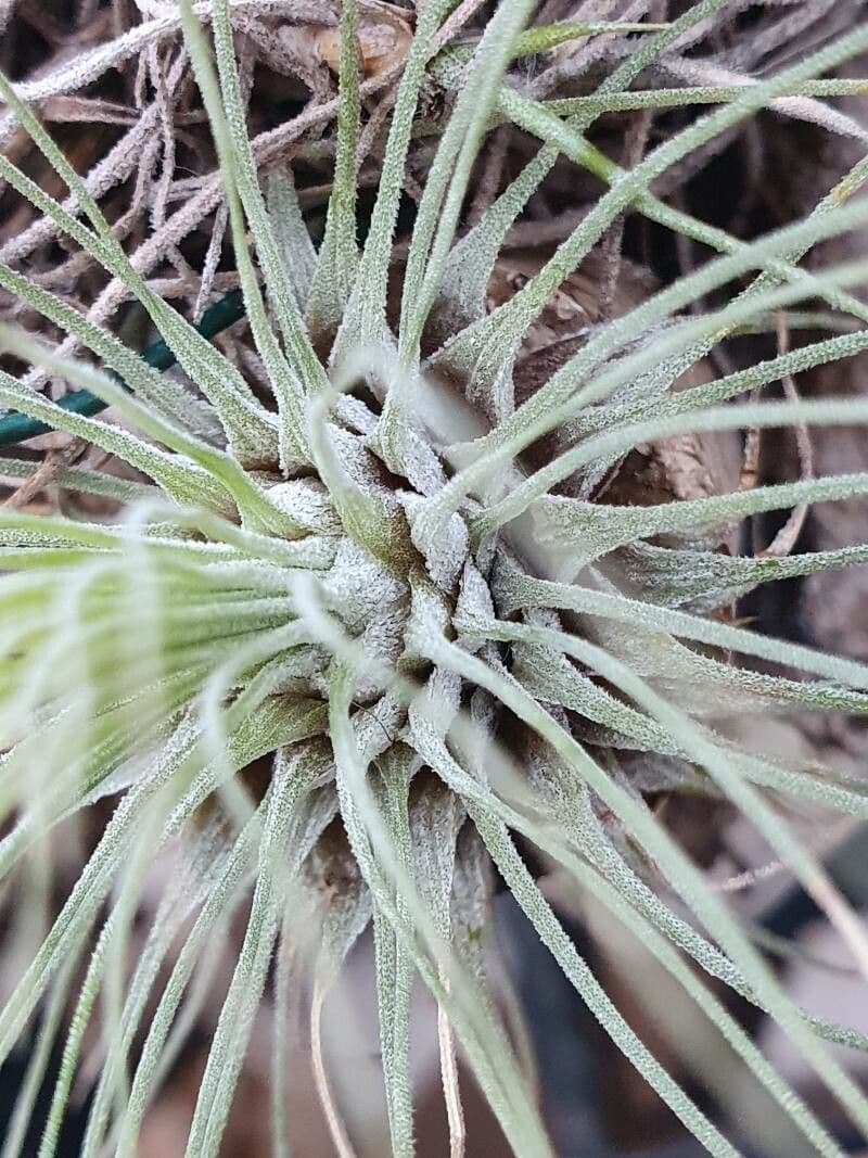 Tillandsia 7