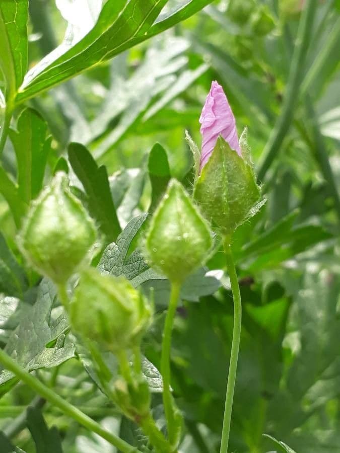 Malva moscata 27