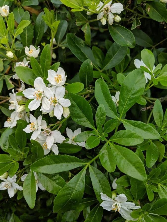 Choisya ternata 15