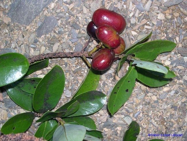 Cryptocarya 9