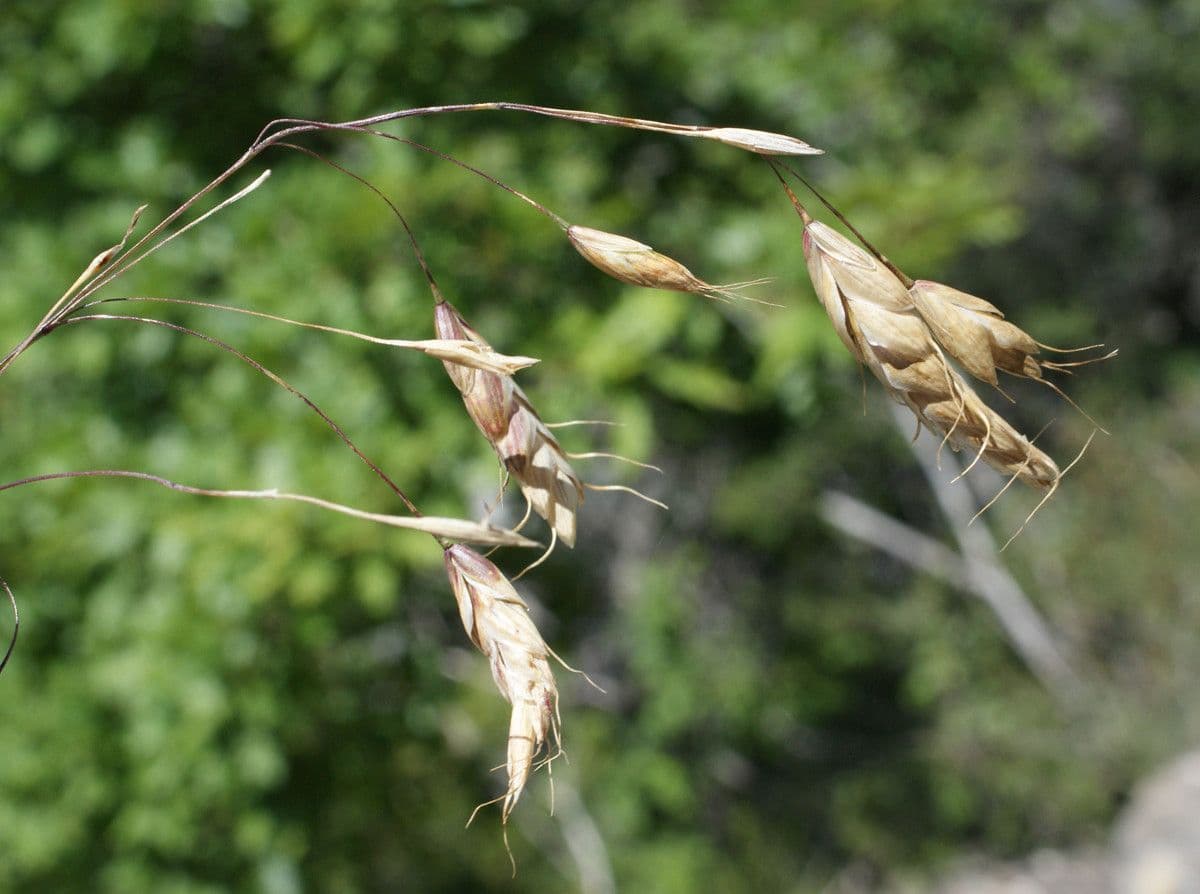 Bromus squarrosus 4