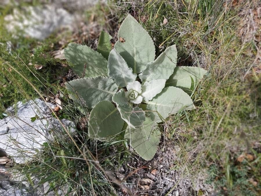Großblütige Königskerze 21