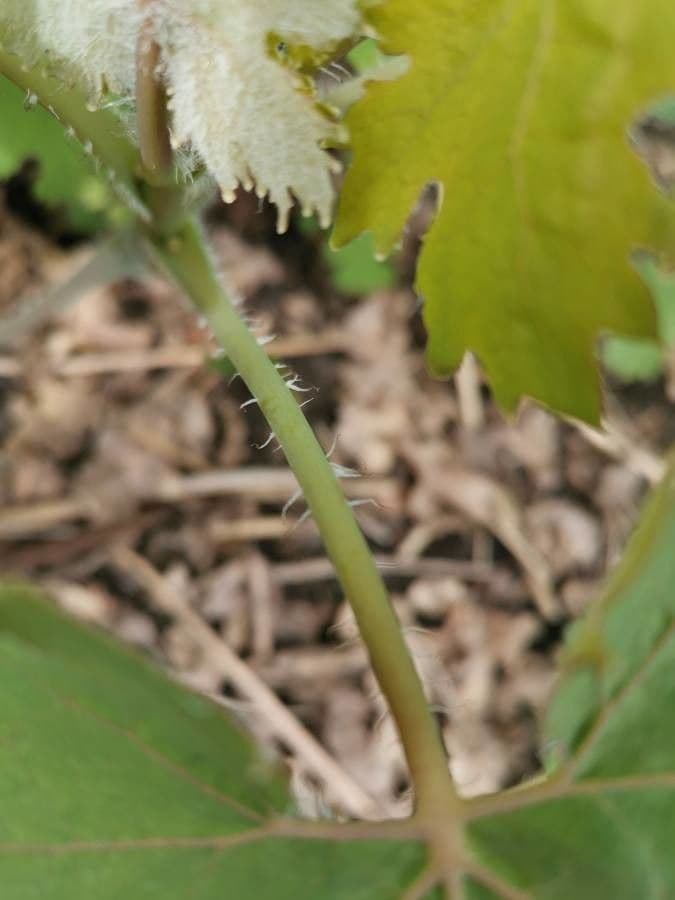 Macleaya 26