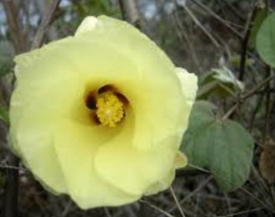 Cotone di Barbados 7