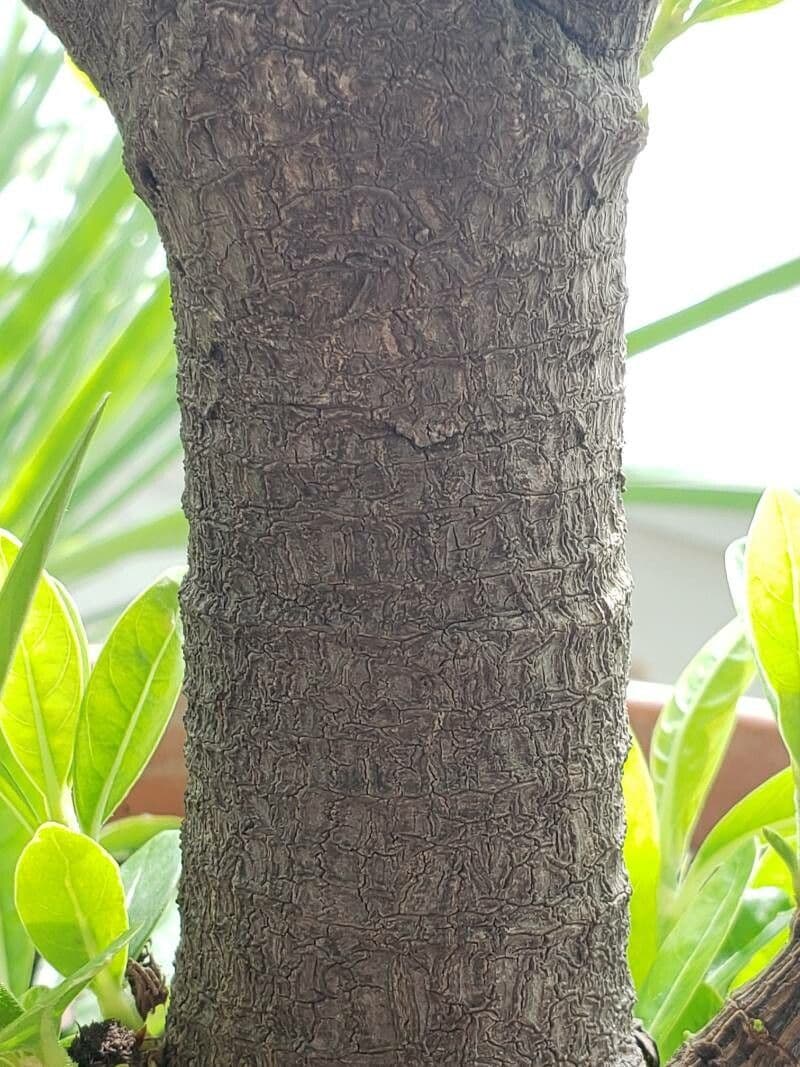 Alibertia edule 19