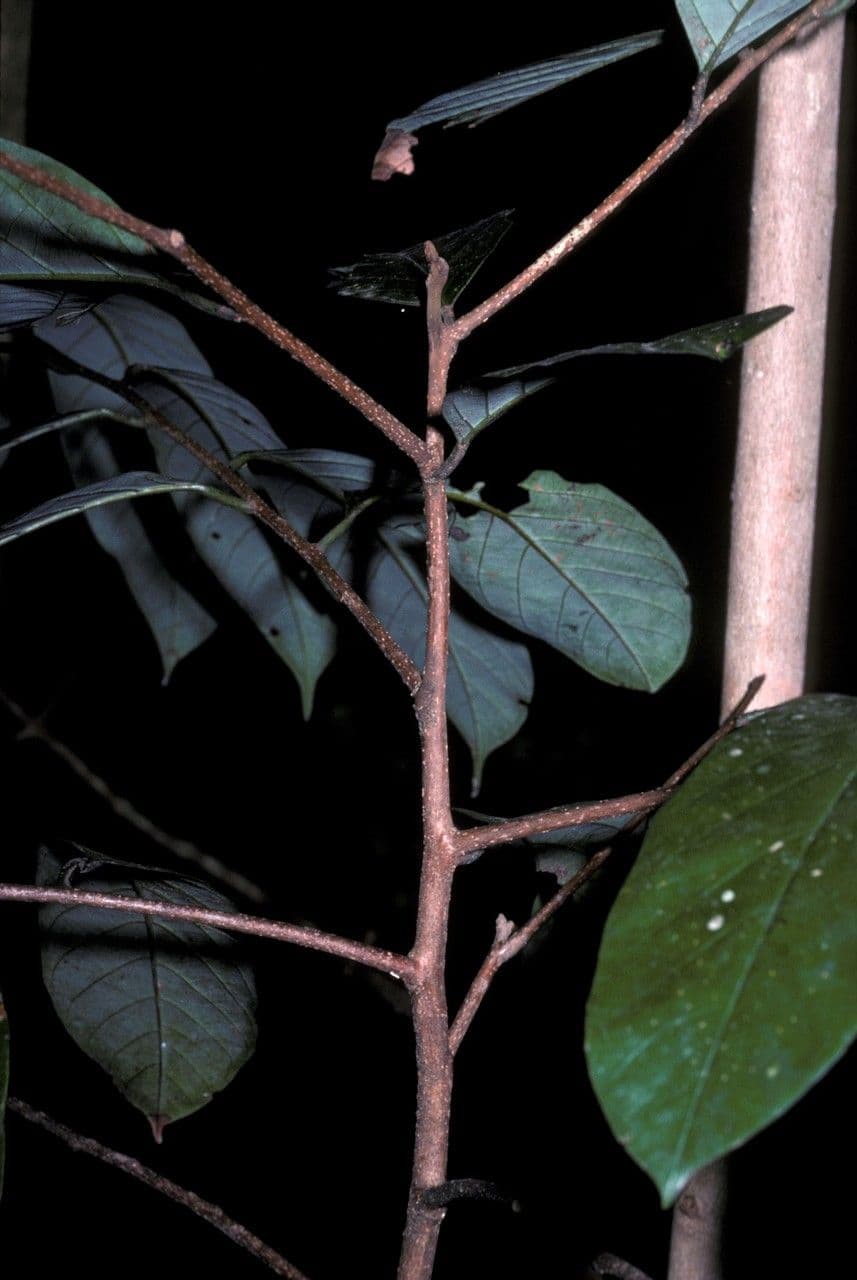 Cryptocarya 3