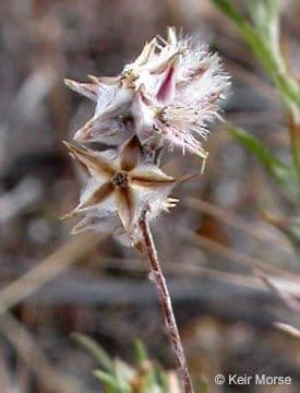 Bambagia francese 2