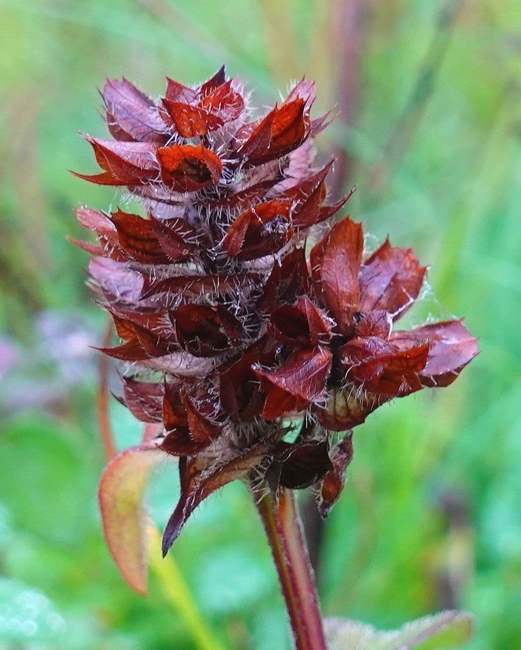Prunella 5