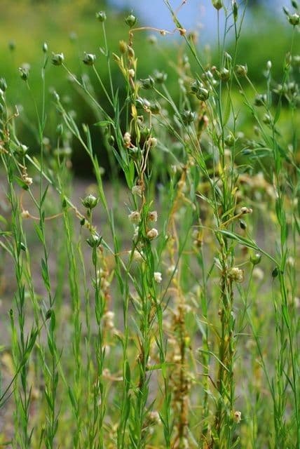 Cuscuta del lino 10