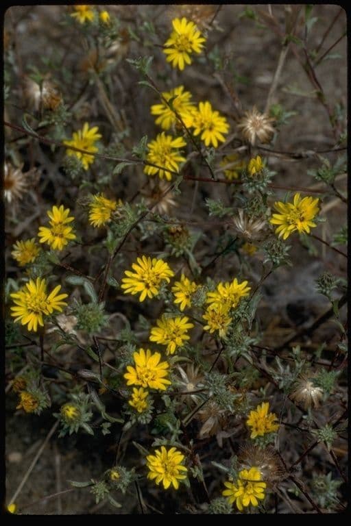 Lessingia 9