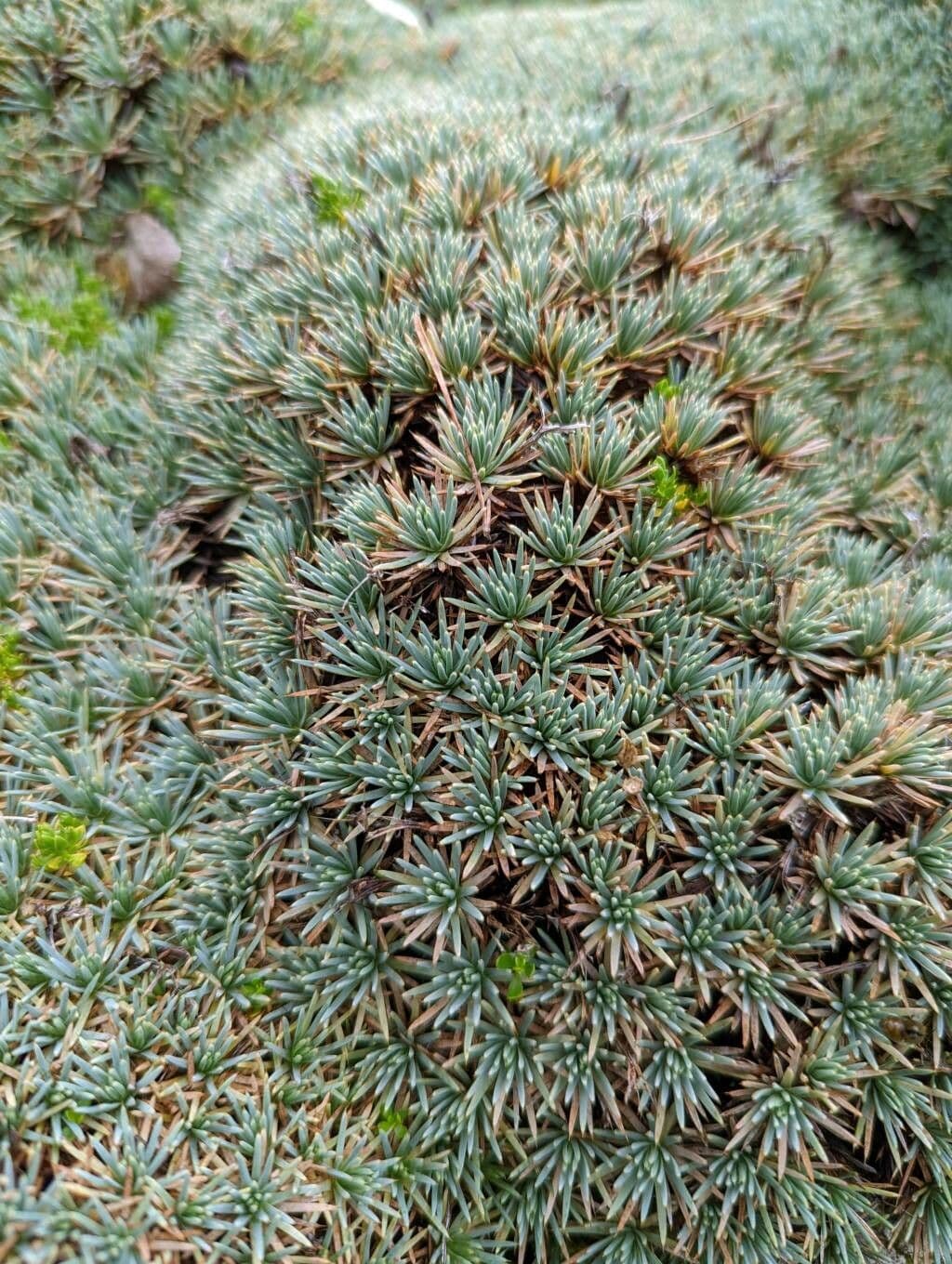 Acantholimon 3