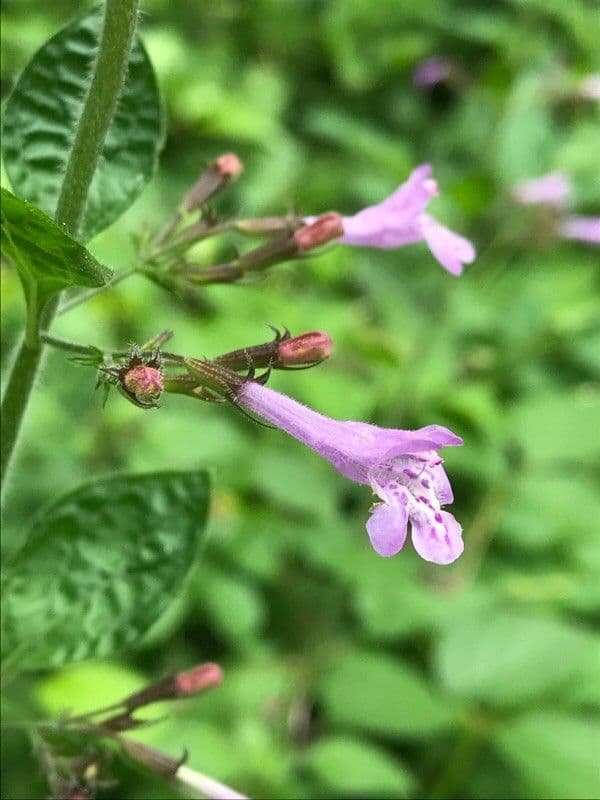 Nepitella maggiore 9