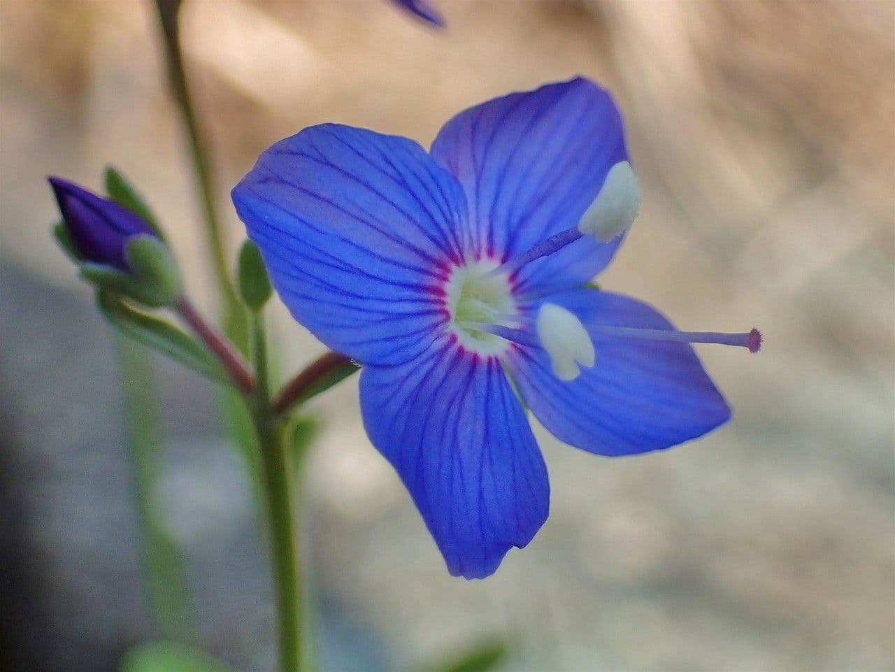 Rock speedwell 6