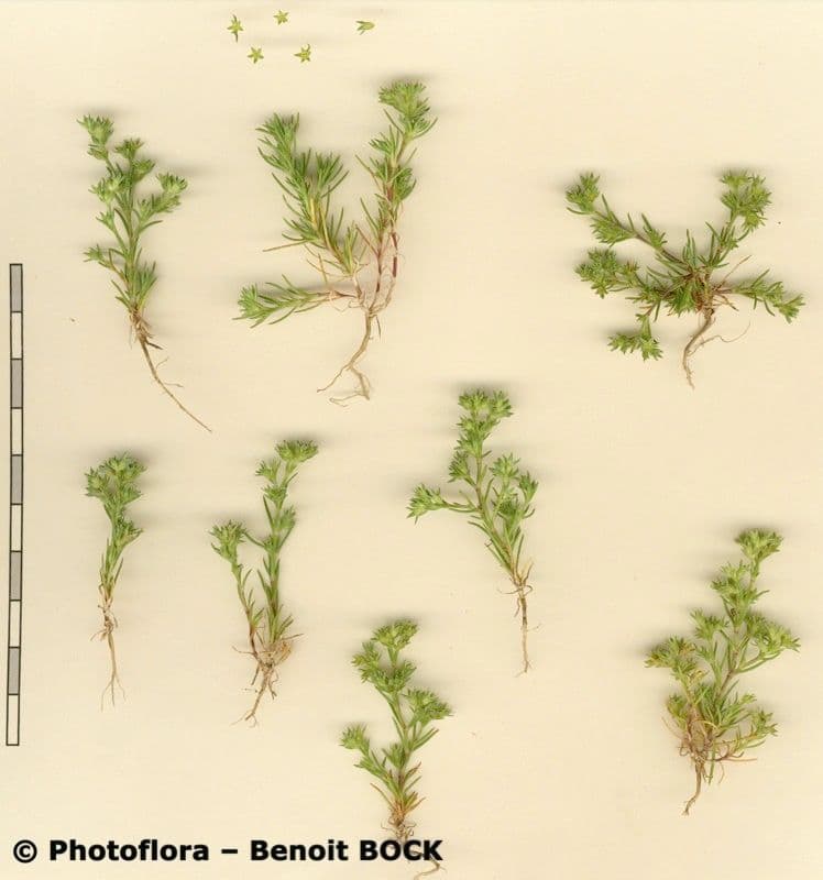 Scleranthus 21