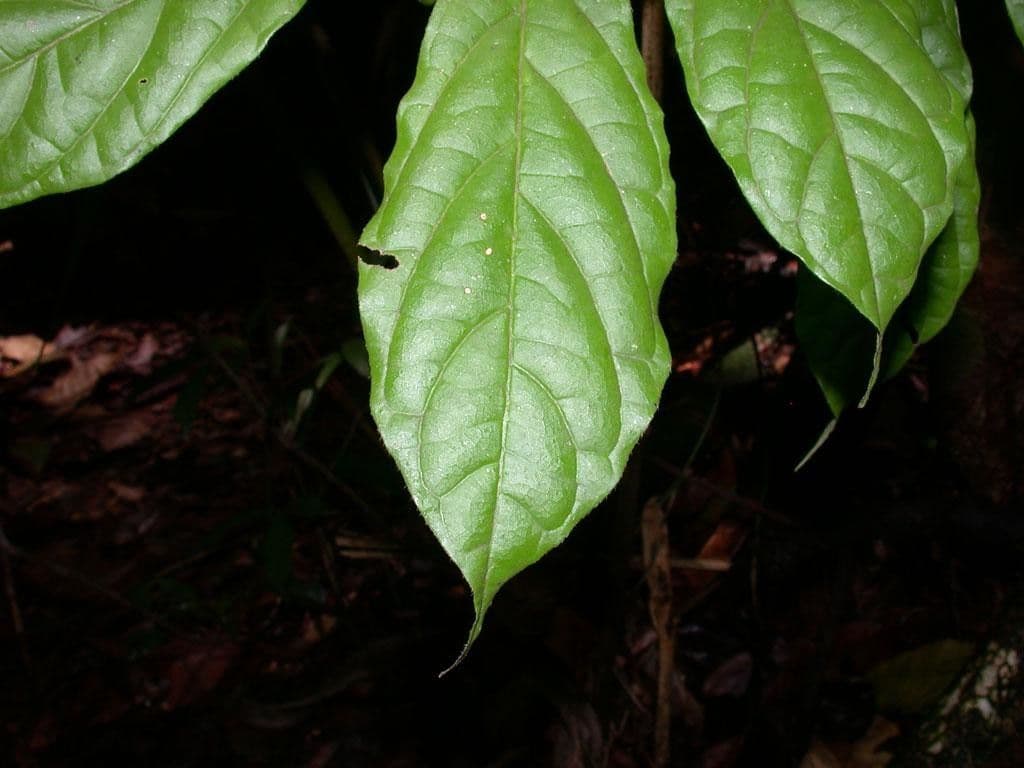 Dichapetalum 10