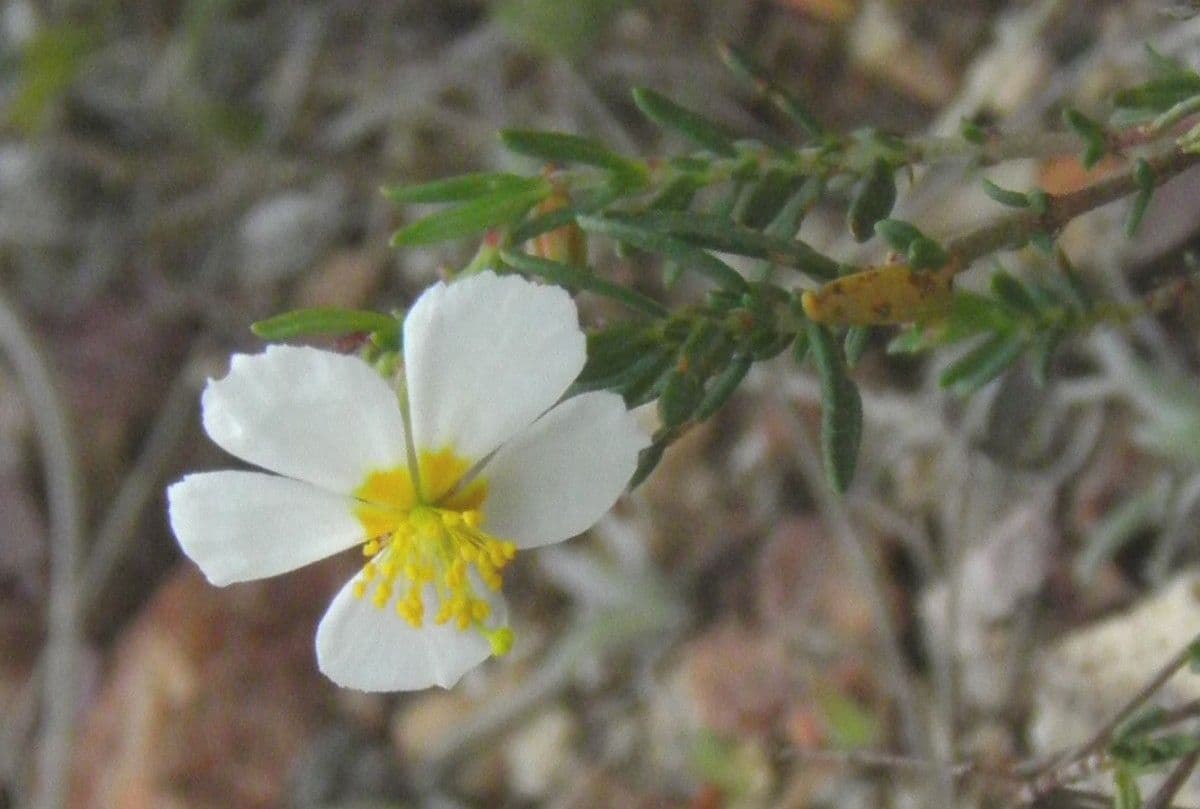 Helianthemum almeriense 4