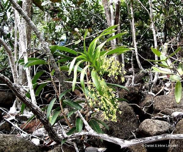 Dendrobium 3
