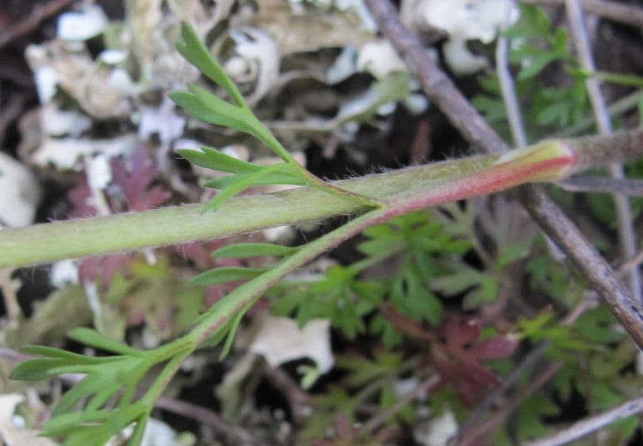 Ranuncolo millefoglie 17