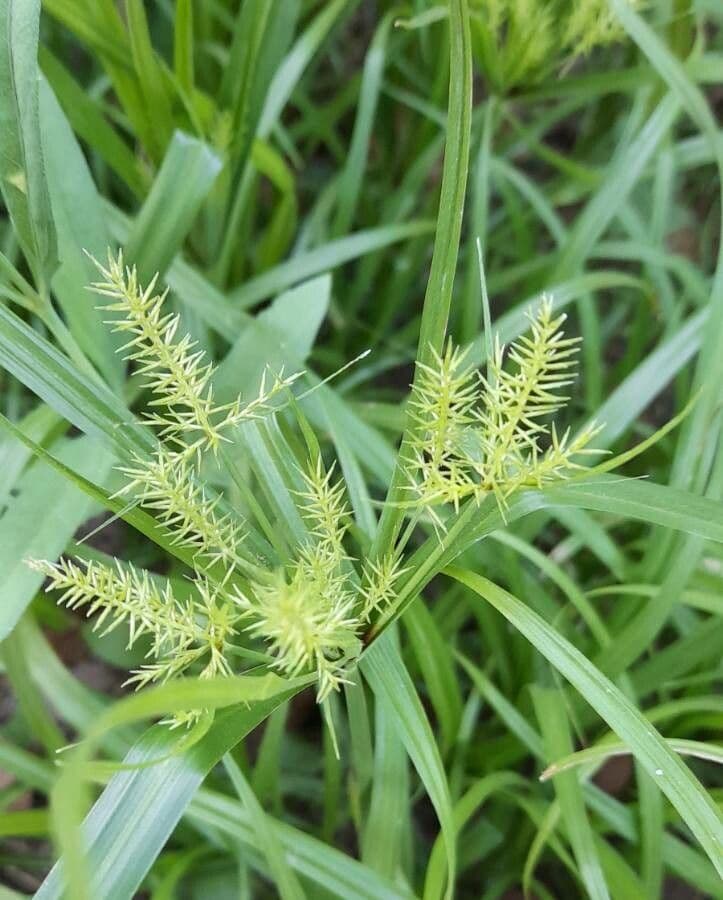 Cyperus meyenianus 5
