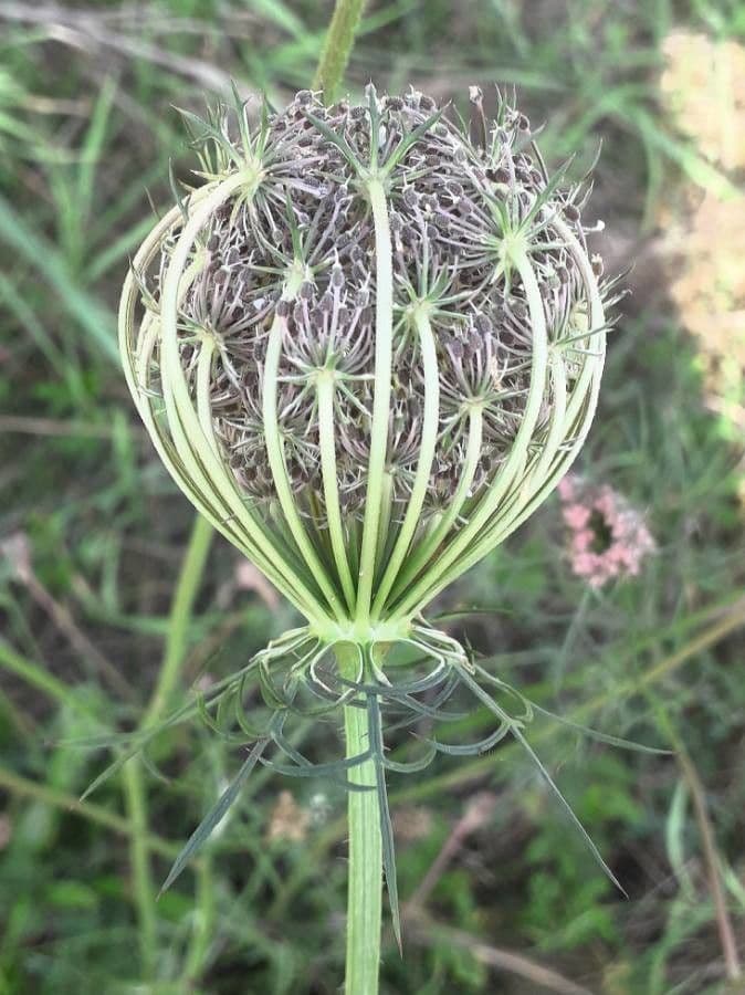 Carota 4