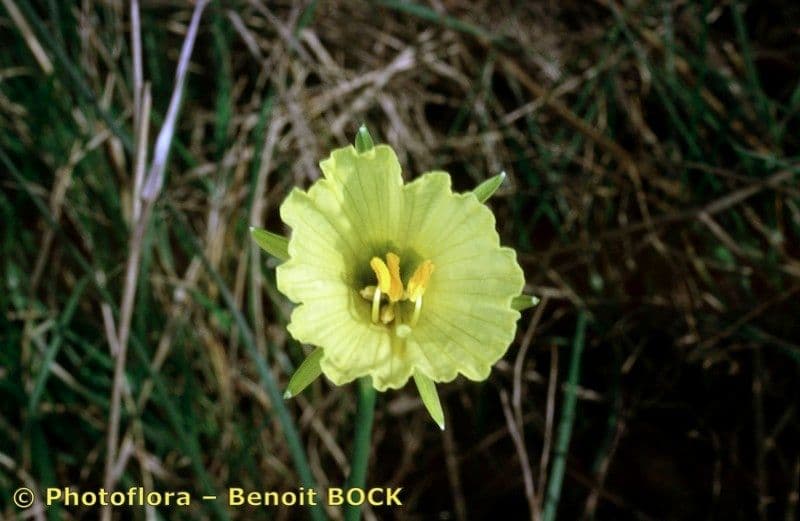 Narcisse 16