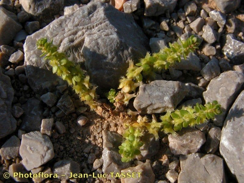 Valantia muralis 3