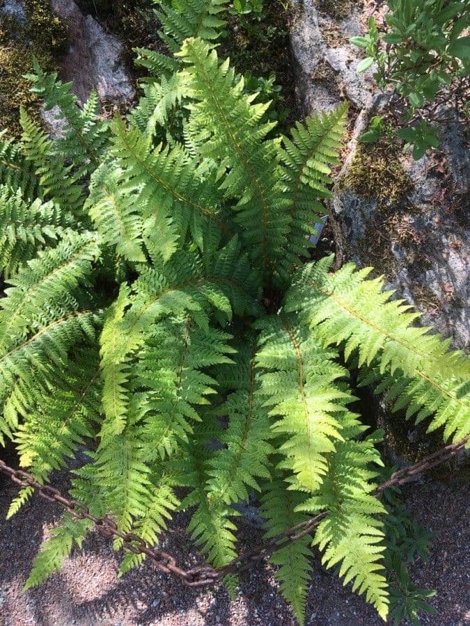 Polystichum