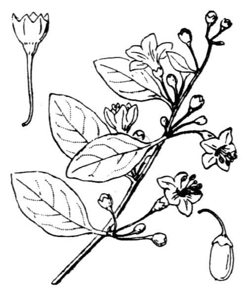 Chinesischer Bocksdorn 25