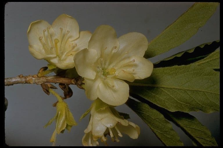 Rododendro albiflorum 3