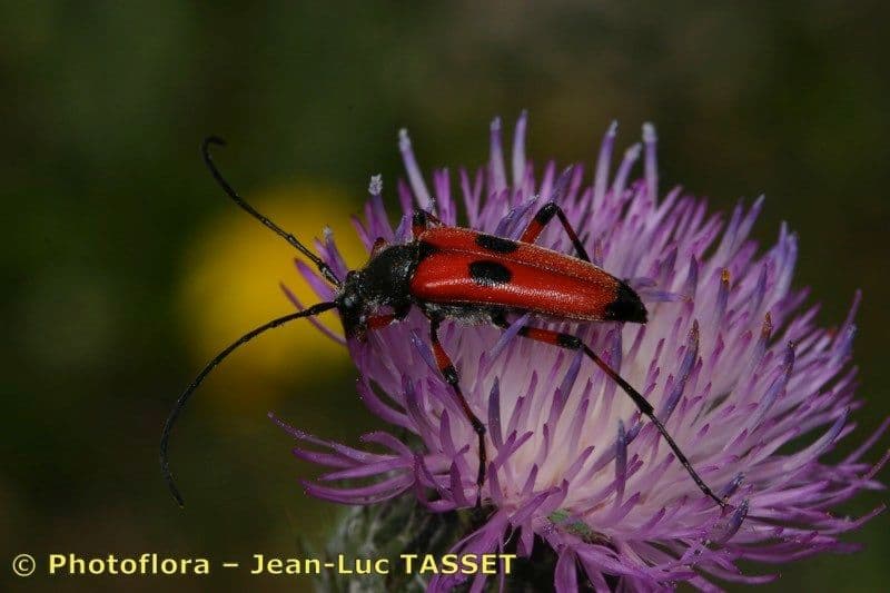 Weißgefleckte Distel 28
