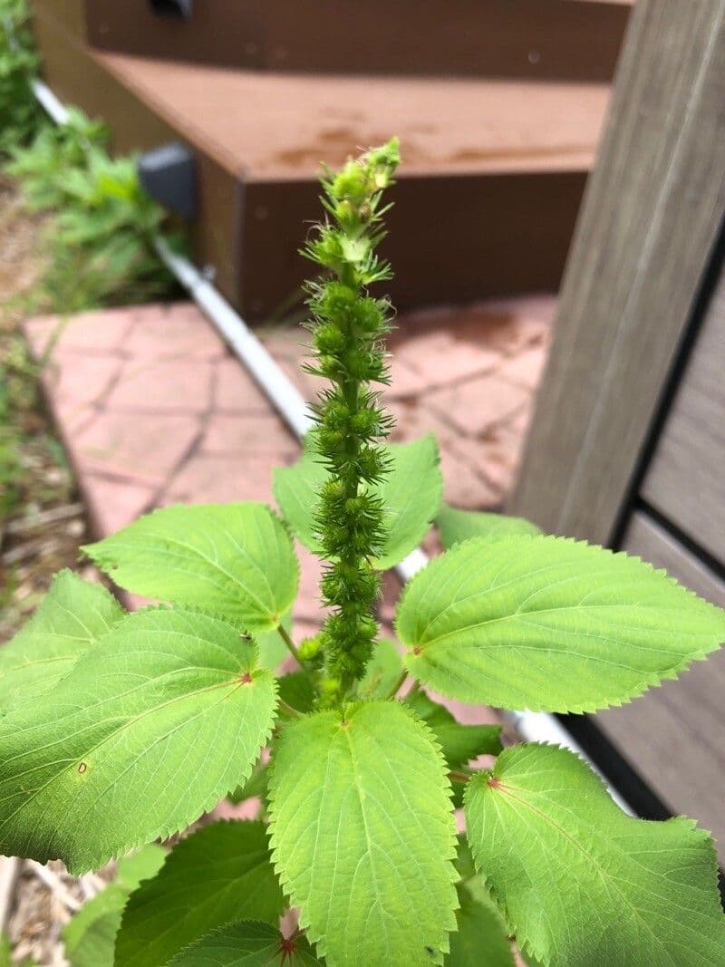 Acalifa setosa