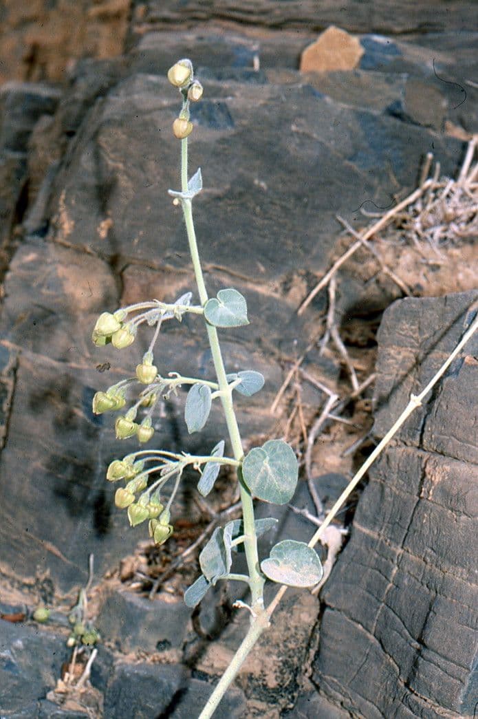Pergularia tomentosa 28