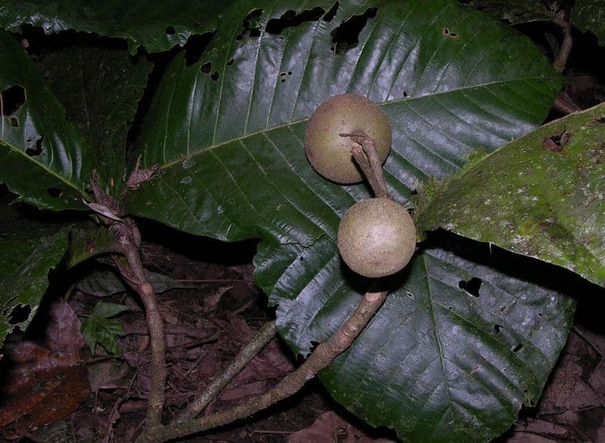 Simira 5
