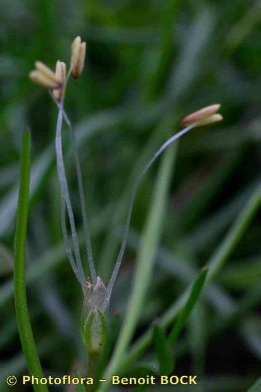 Littorella
