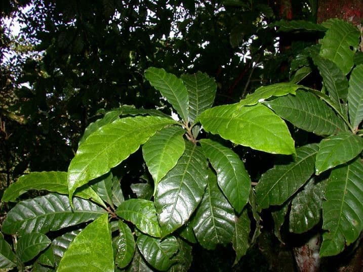 Pouteria durlandii 21