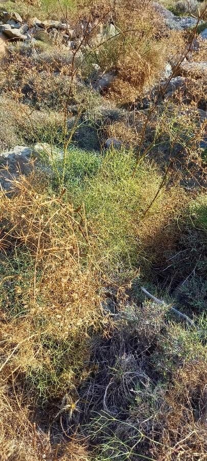 Peucedanum paniculatum 4