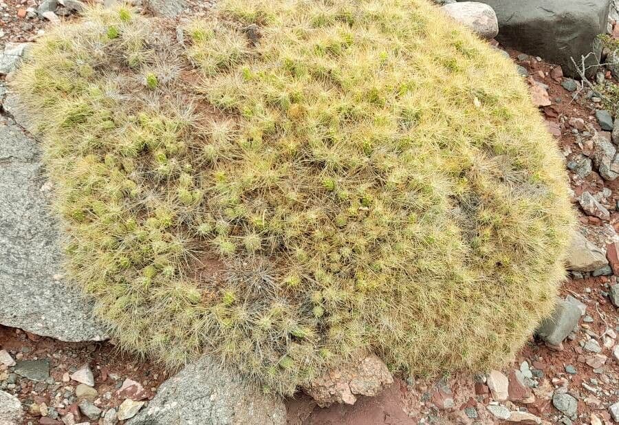 Cumulopuntia boliviana 10