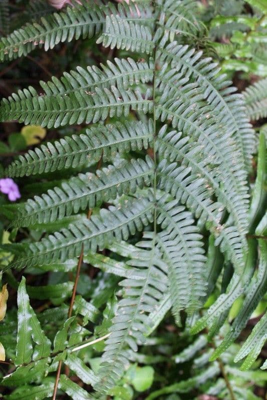 Pteris linearis 3