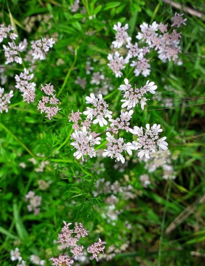 Coriandolo 8