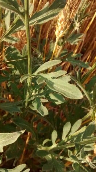 Centaurea collina 16