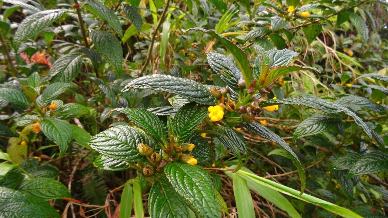 Besleria 7