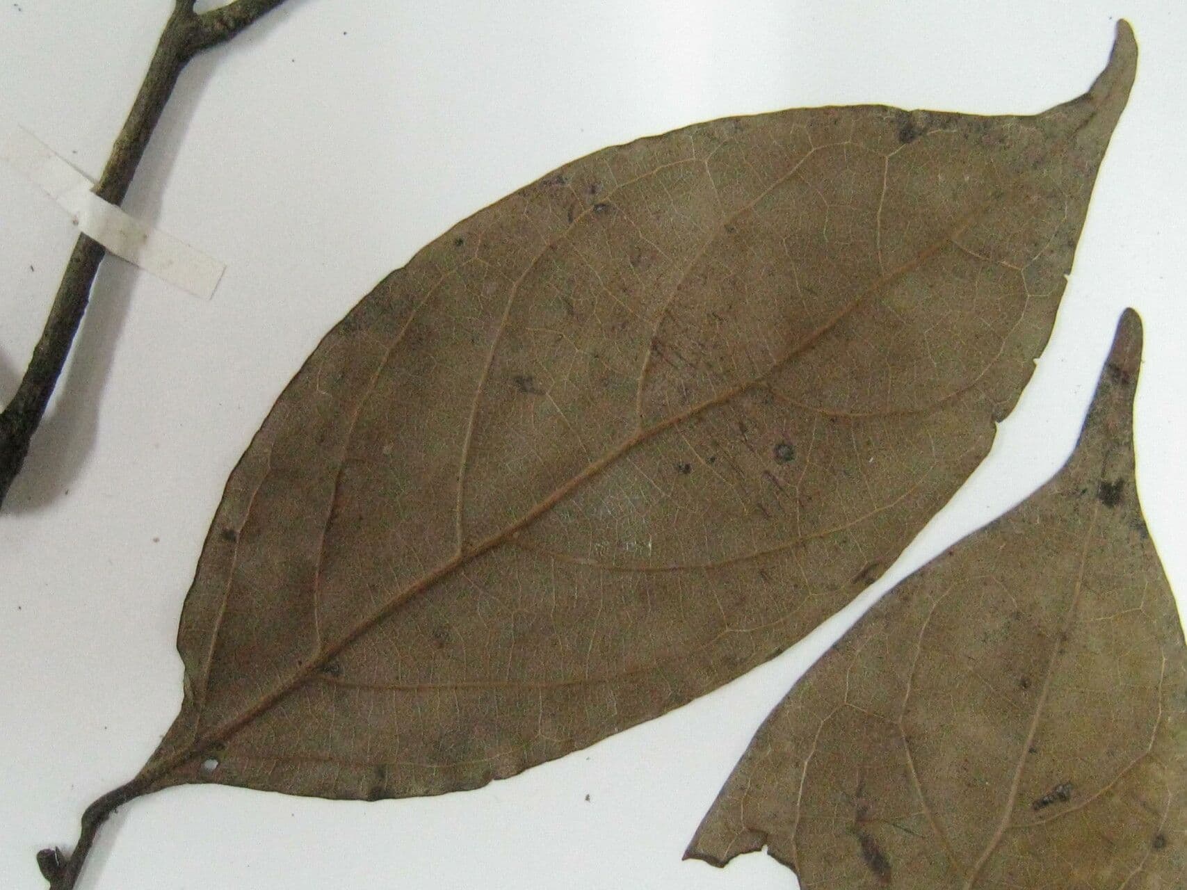 Ocotea